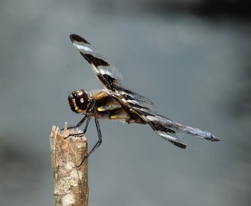 Male
2009_09_25_Floyd